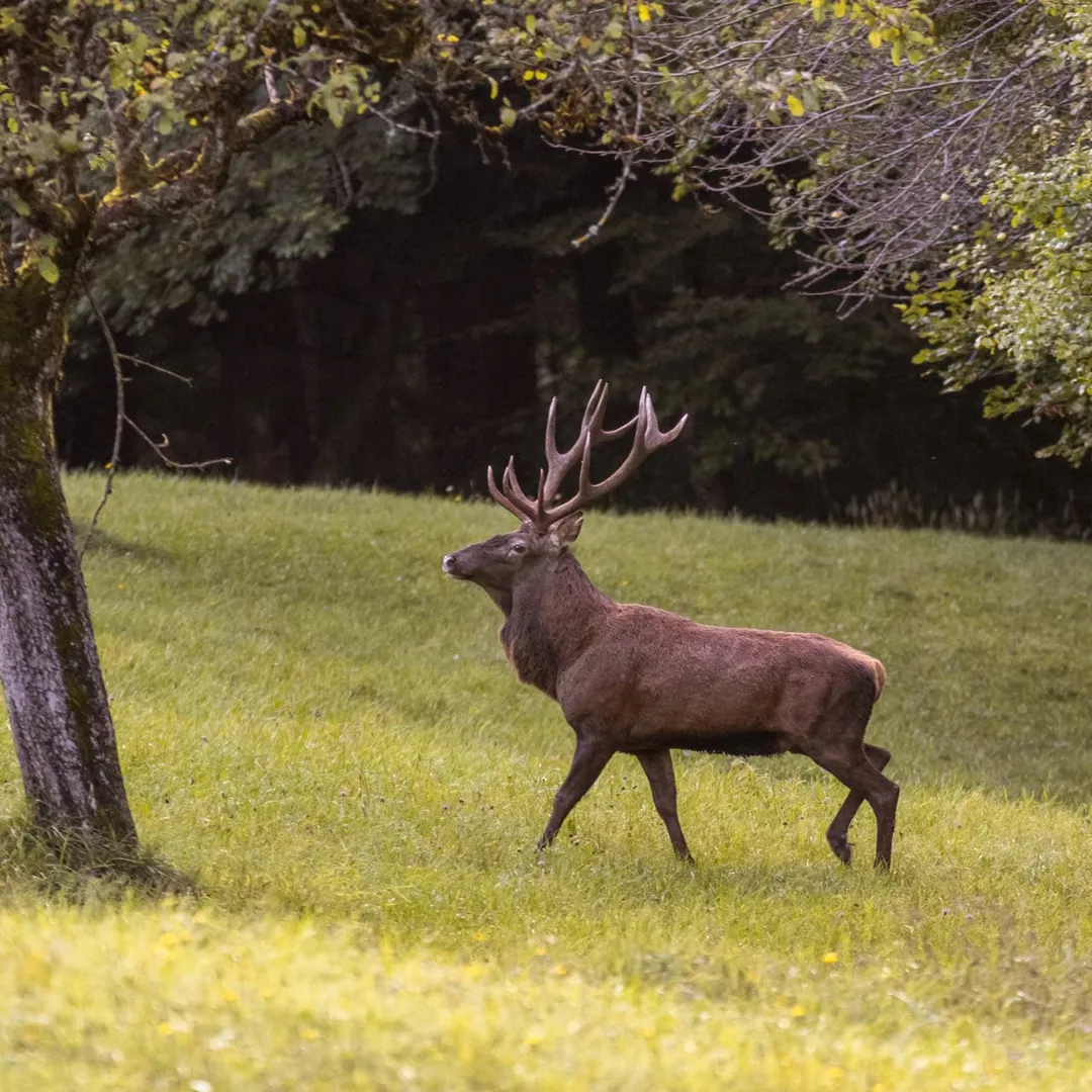 Wildcount